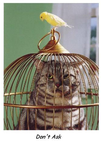 canary on cat cage