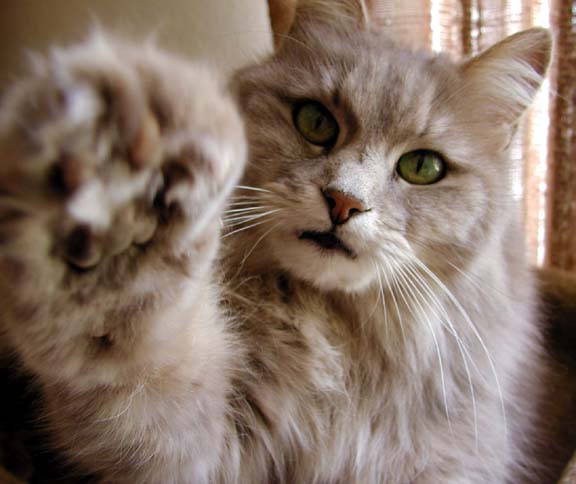 Cat puts paw in front of camera