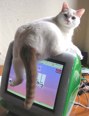 Cat sitting possessively on computer