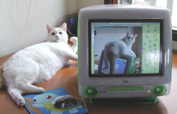 Cat examining picture of cat
