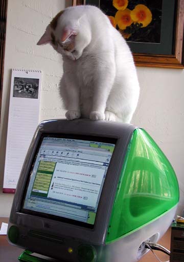 Cat reading upside down on computer