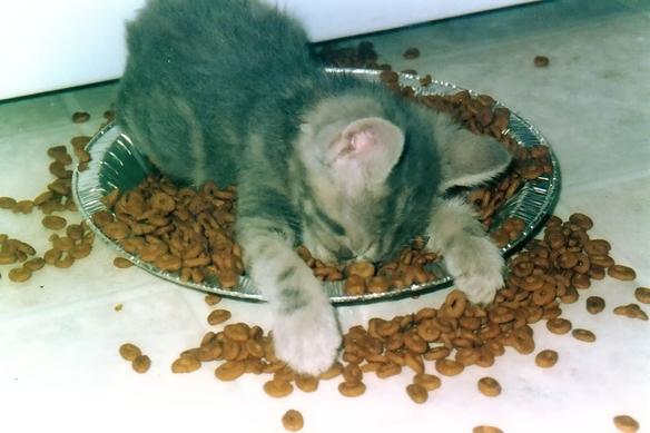Kitten falls asleep in dish of cat food